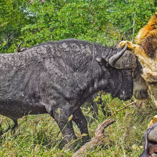 Buffalo and a lion fighting wallpaper
