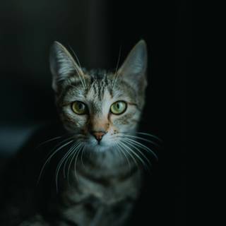 Realistic cat wallpaper