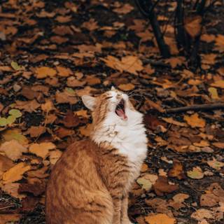 Realistic cat wallpaper