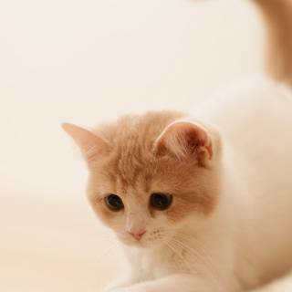 Realistic cat wallpaper