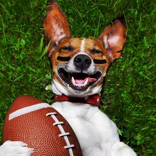 Football dog wallpaper