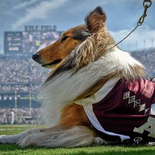 Football dog wallpaper