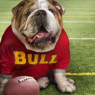 Football dog wallpaper