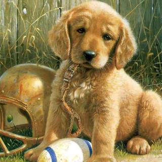 Football dog wallpaper