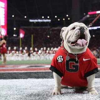 Football dog wallpaper