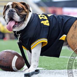 Football dog wallpaper