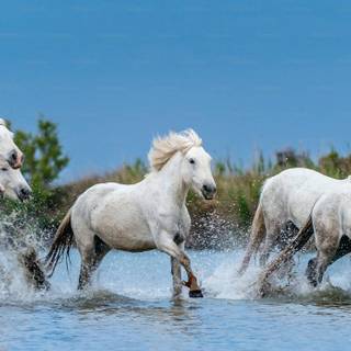 7 Running Horses wallpaper