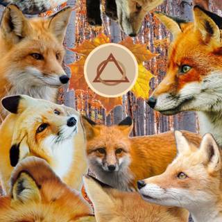 Therian red fox wallpaper