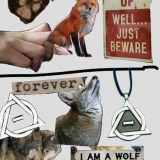 Therian red fox wallpaper