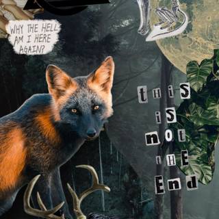 Therian red fox wallpaper