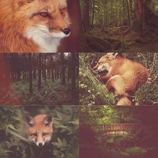 Therian red fox wallpaper