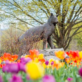 Western Carolina University wallpaper