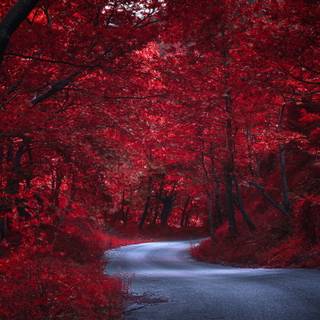 2560x1440 red wallpaper