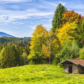 Forest hut wallpaper