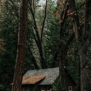 Forest hut wallpaper