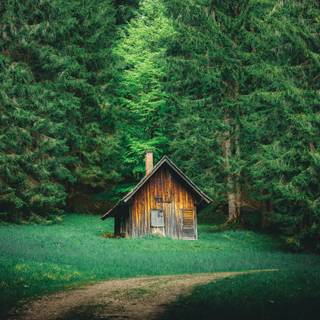 Forest hut wallpaper