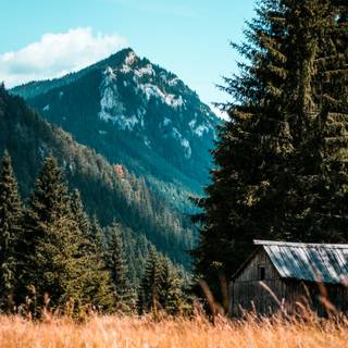 Forest hut wallpaper