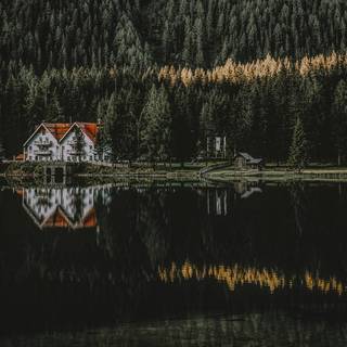 Forest hut wallpaper