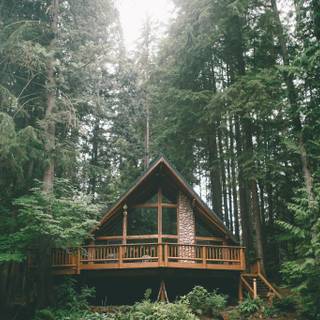 Forest hut wallpaper