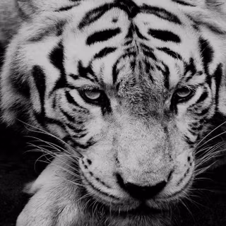 Black and white vertical wallpaper