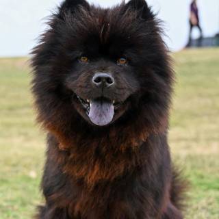 Black and brown Chow Chow puppy wallpaper