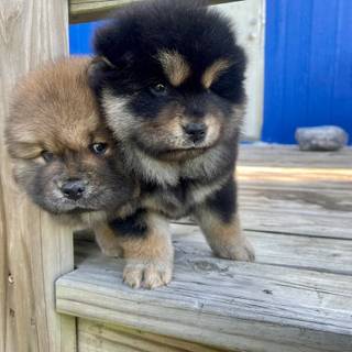 Black and brown Chow Chow puppy wallpaper