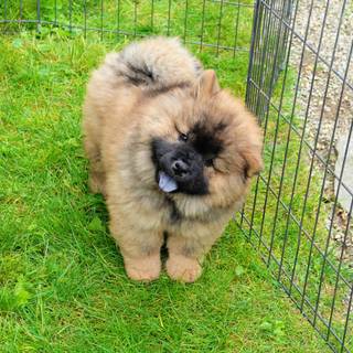 Black and brown Chow Chow puppy wallpaper