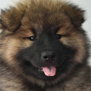Black and brown Chow Chow puppy wallpaper