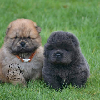 Black and brown Chow Chow puppy wallpaper