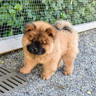 Black and brown Chow Chow puppy wallpaper