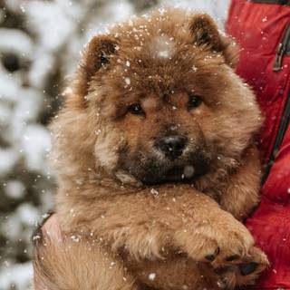 Black and brown Chow Chow puppy wallpaper