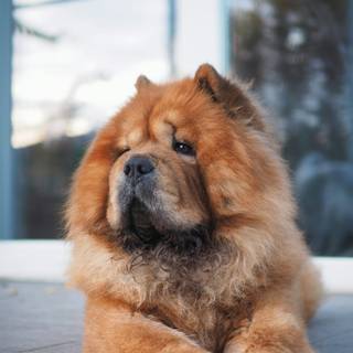 Black and brown Chow Chow puppy wallpaper
