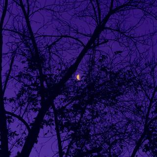 Purple night sky wallpaper