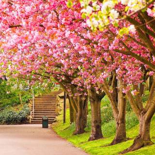 Cherry Blossom laptop wallpaper