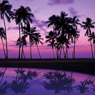 Summer beach purple wallpaper