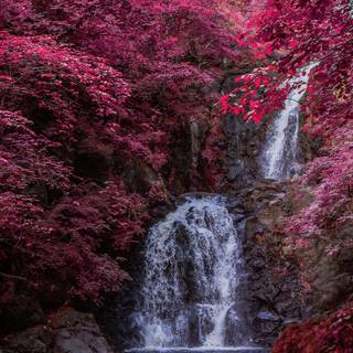 Pink autumn aesthetic wallpaper