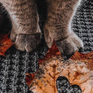 Cut autumn cats wallpaper