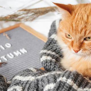 Cut autumn cats wallpaper