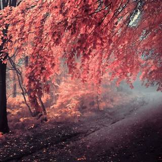 Autumn pink desktop wallpaper