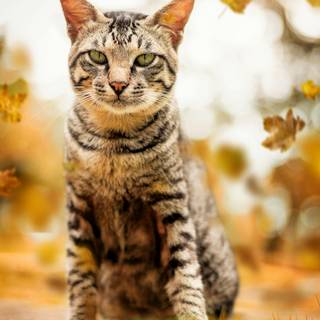 Cut autumn cats wallpaper