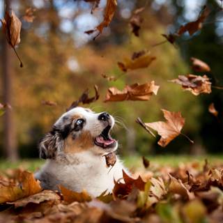 Dog autumn desktop wallpaper