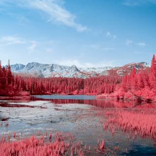 Autumn pink desktop wallpaper