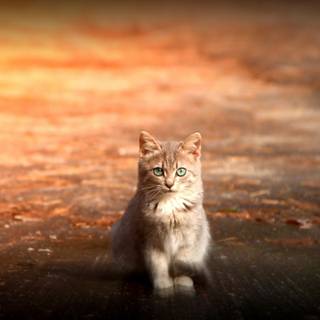 Cut autumn cats wallpaper