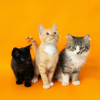 Cut autumn cats wallpaper