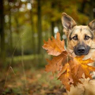Dog autumn desktop wallpaper