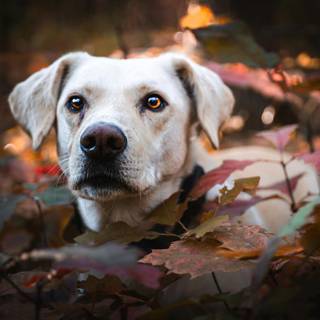 Dog autumn desktop wallpaper
