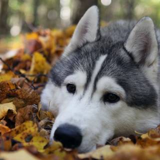 Dog autumn desktop wallpaper