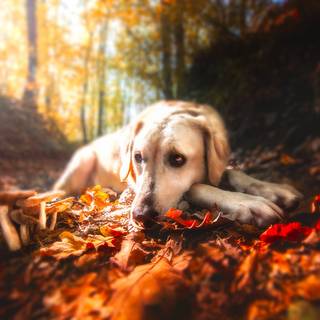 Dog autumn desktop wallpaper