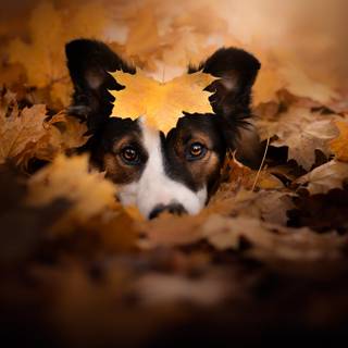Dog autumn desktop wallpaper