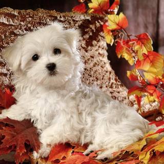 Dog autumn desktop wallpaper